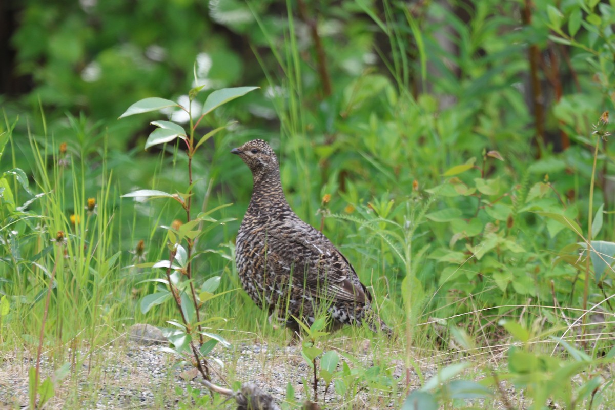 Spruce Grouse (Spruce) - ML630296388