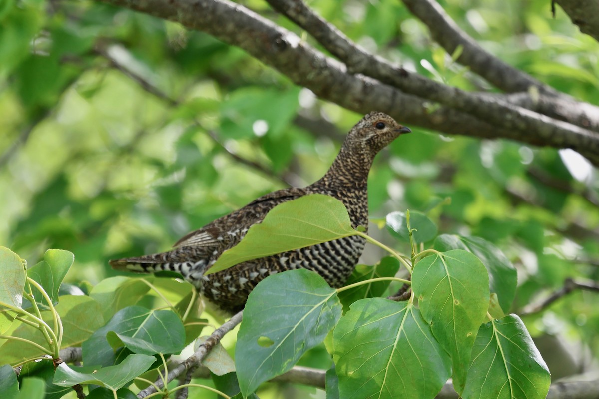 Spruce Grouse (Spruce) - ML630296389