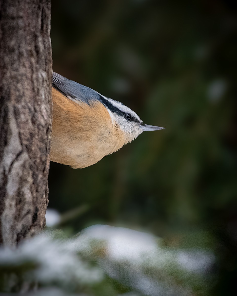 Red-breasted Nuthatch - ML630296395