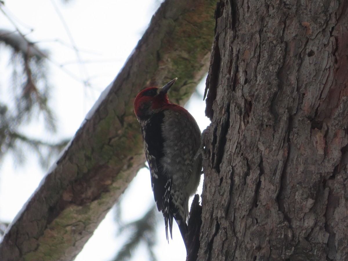 Red-breasted Sapsucker - ML630296405