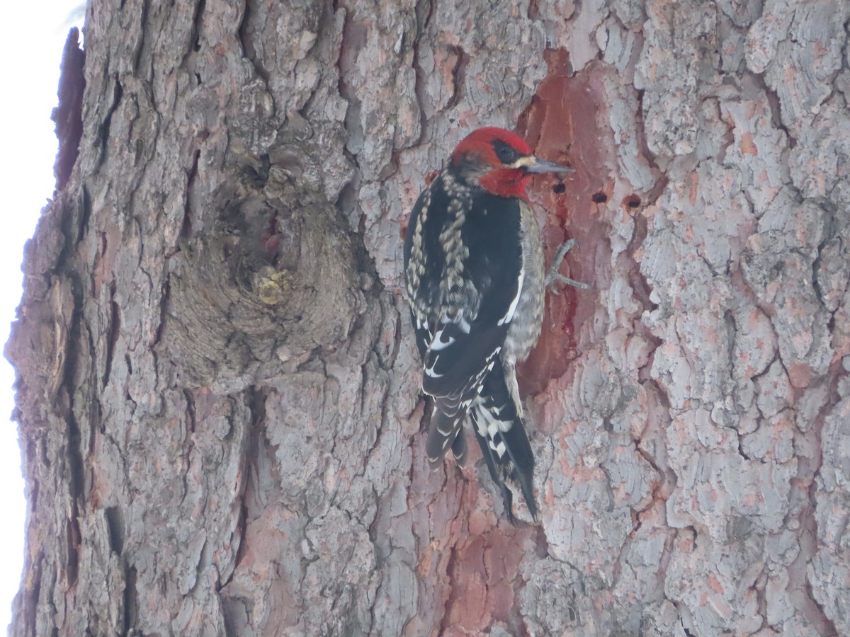 Red-breasted Sapsucker - ML630296406