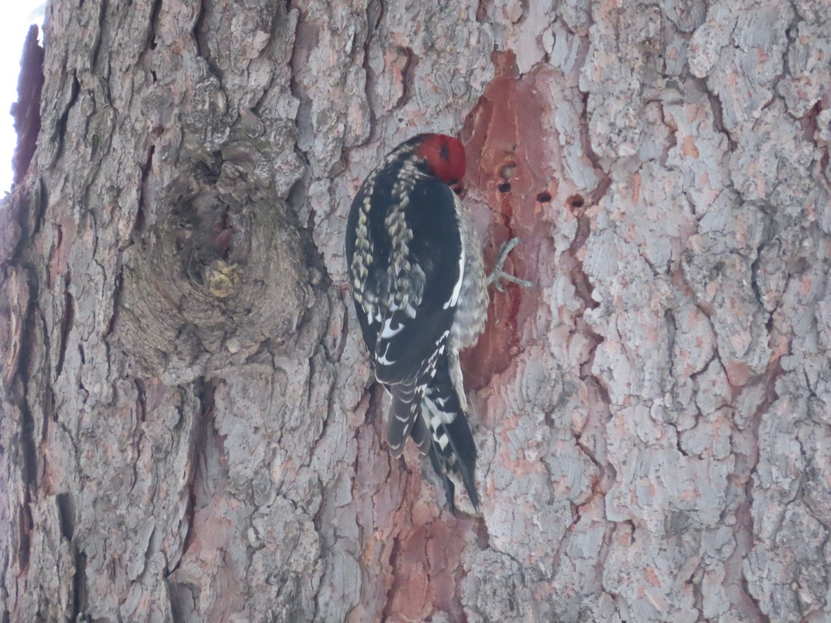 Red-breasted Sapsucker - ML630296407