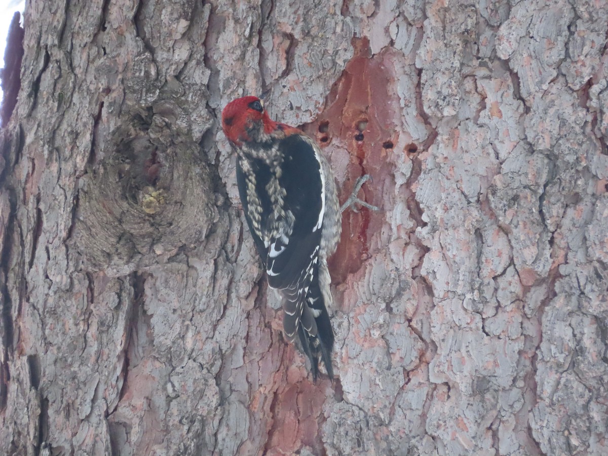Red-breasted Sapsucker - ML630296408