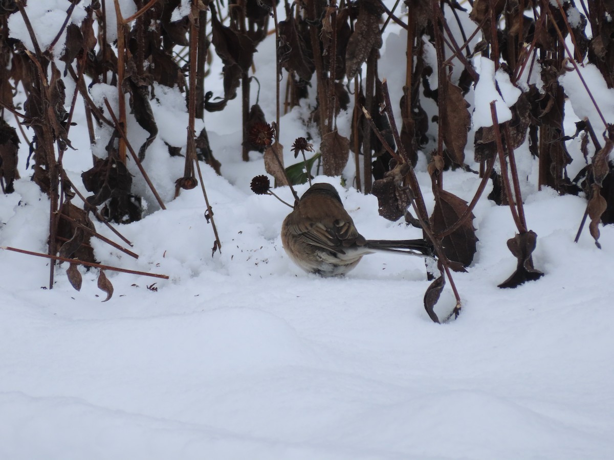 Dark-eyed Junco - ML630296415