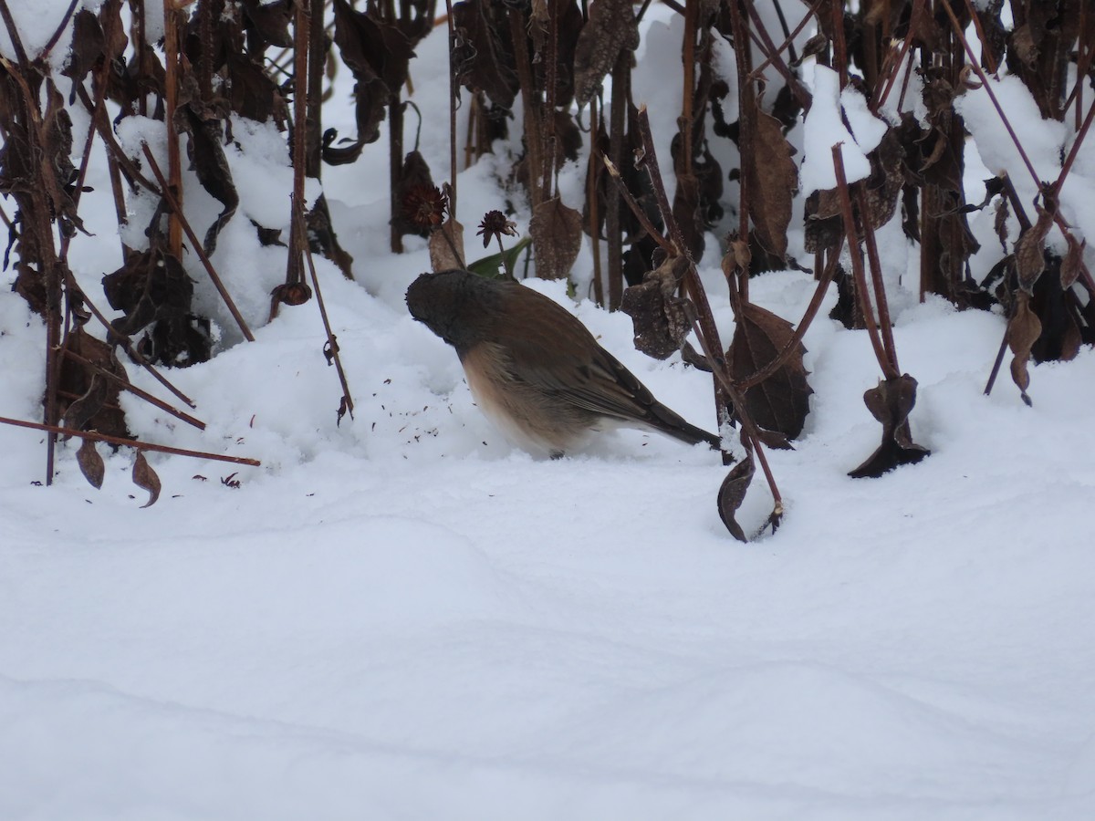 Dark-eyed Junco - ML630296416