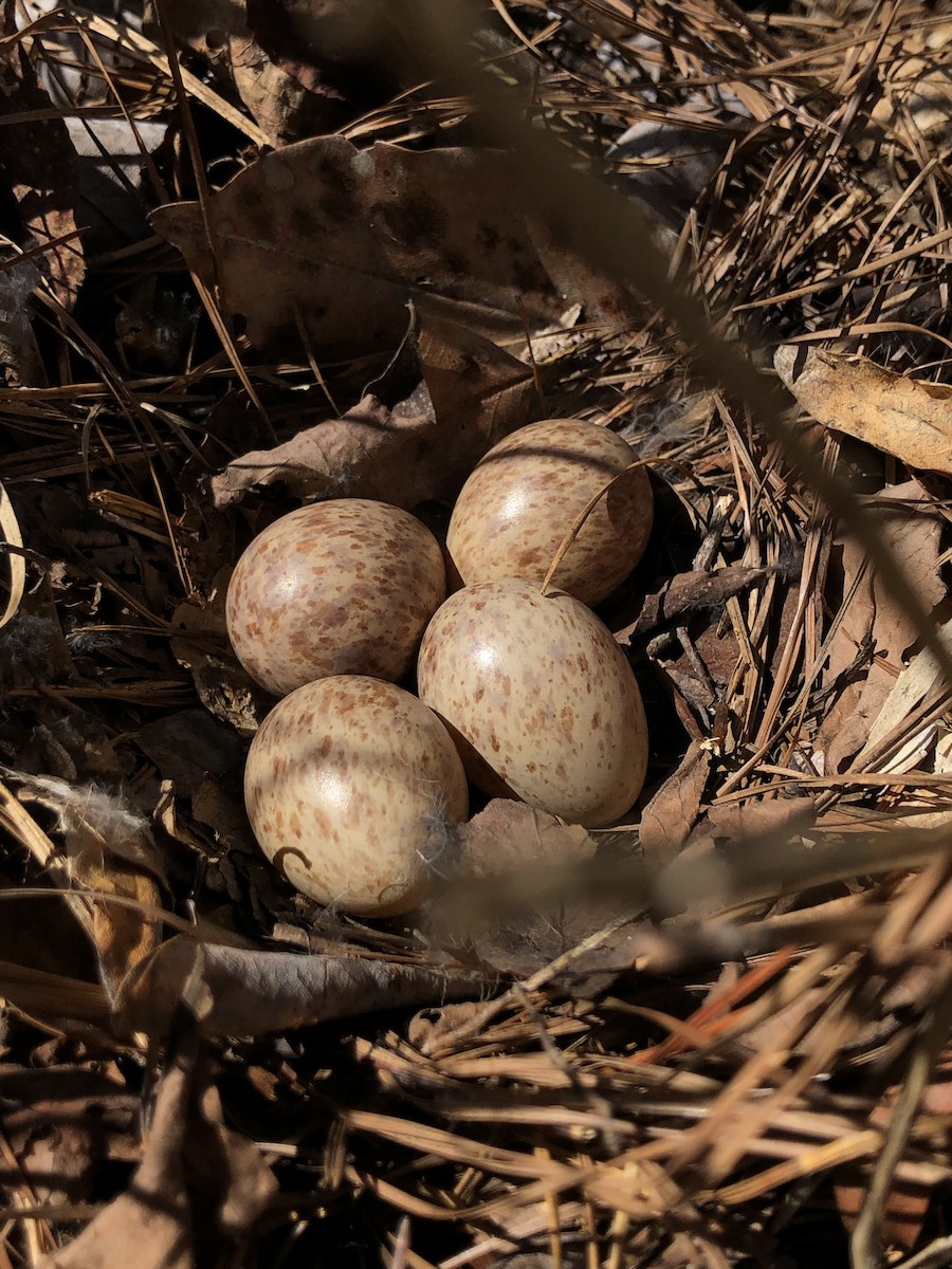 American Woodcock - ML630296646