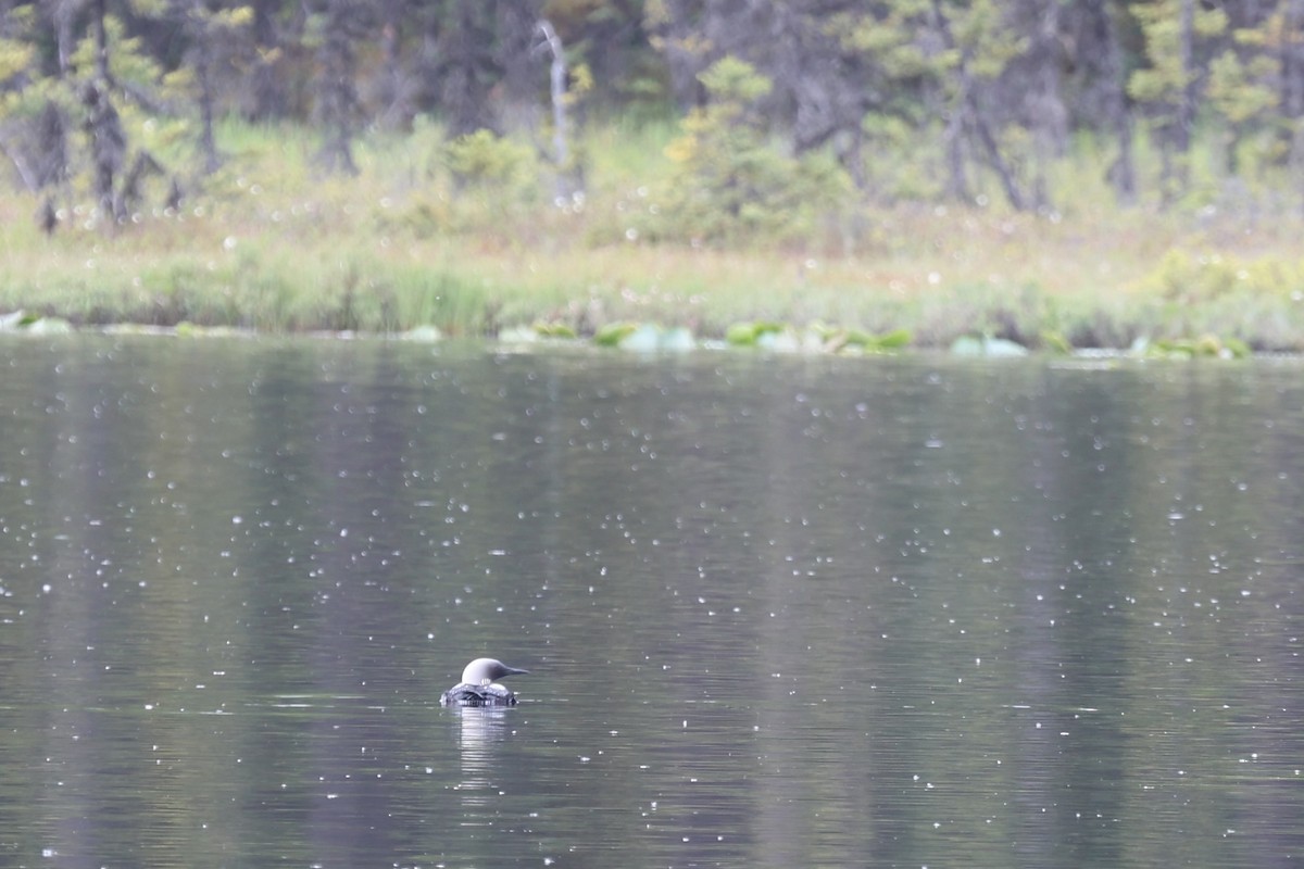 Pacific Loon - ML630296674