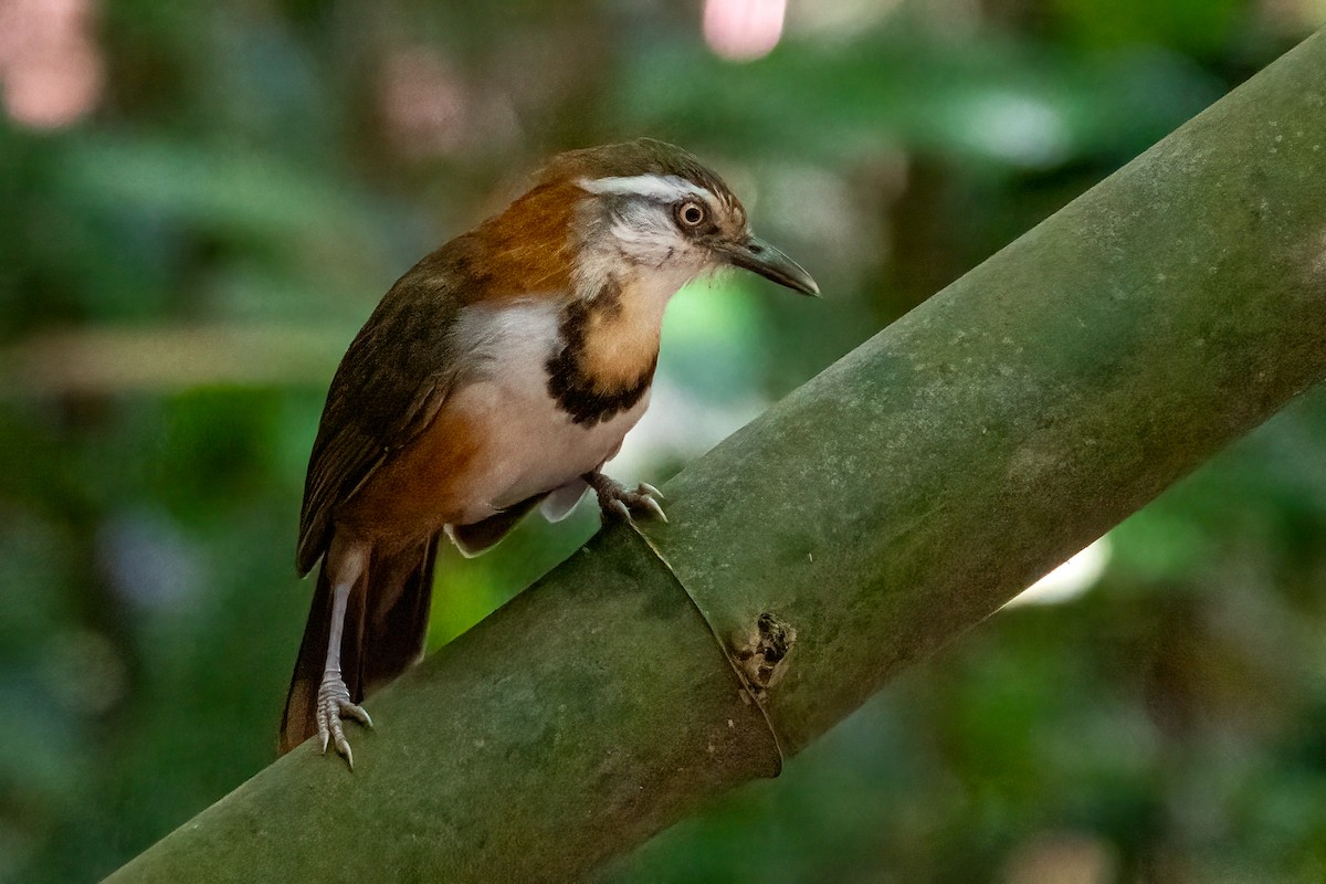Lesser Necklaced Laughingthrush - ML630296699