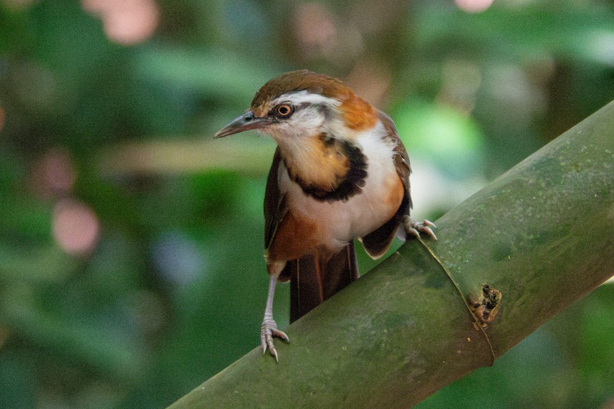 Lesser Necklaced Laughingthrush - ML630296700