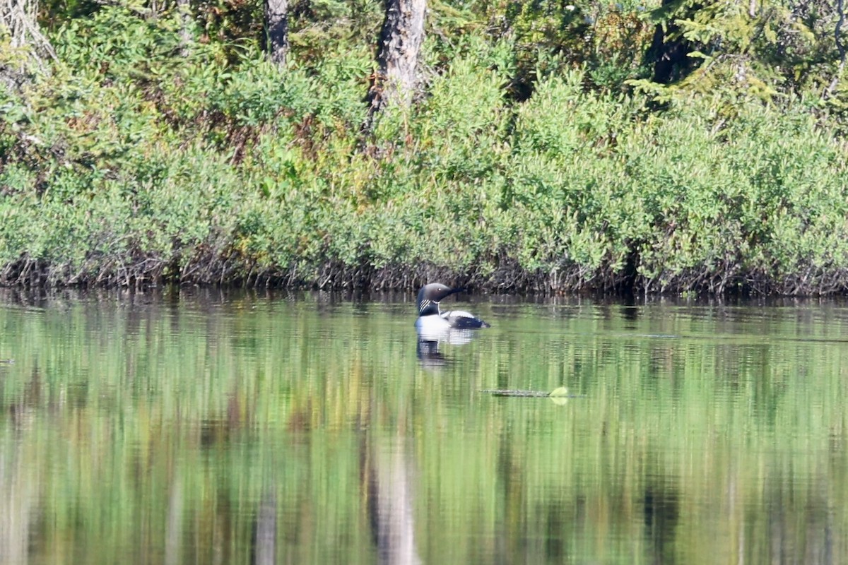 Pacific Loon - ML630296837