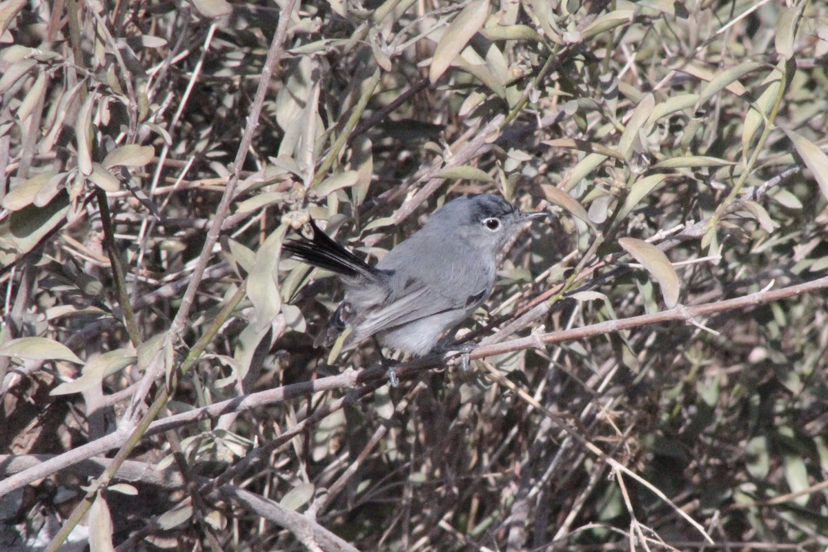 Black-tailed Gnatcatcher - ML630297395
