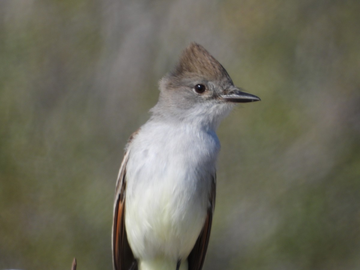 Ash-throated Flycatcher - ML630297428