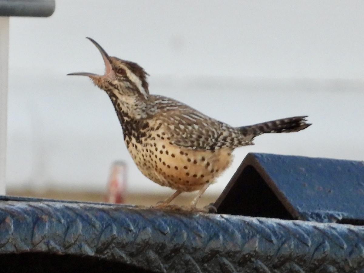Cactus Wren - ML630297445