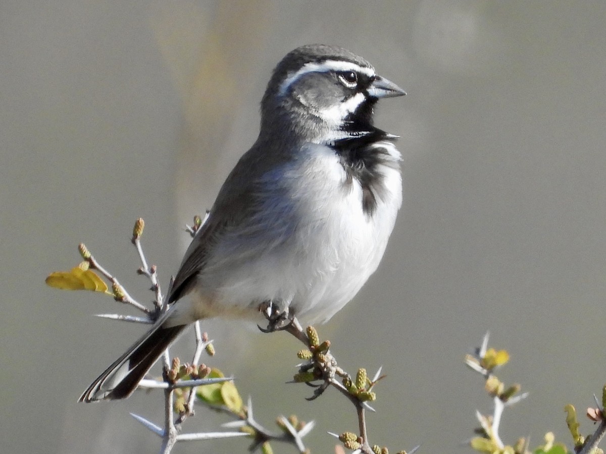 Black-throated Sparrow - ML630297470