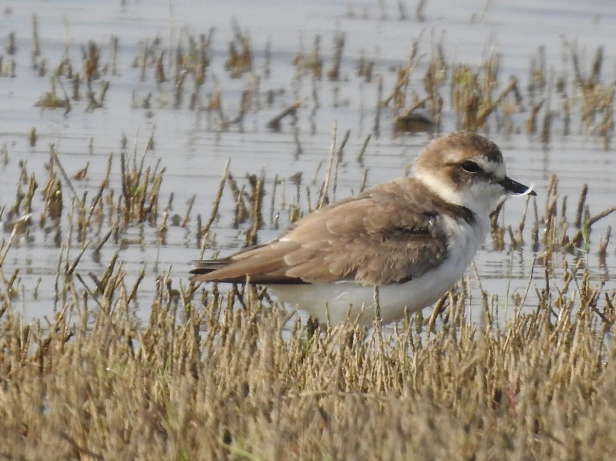 Kentish Plover - ML630297578