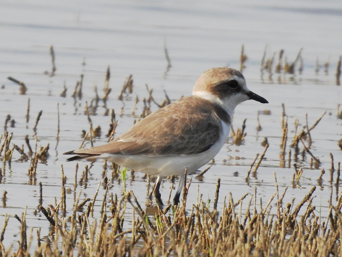 Kentish Plover - ML630297587