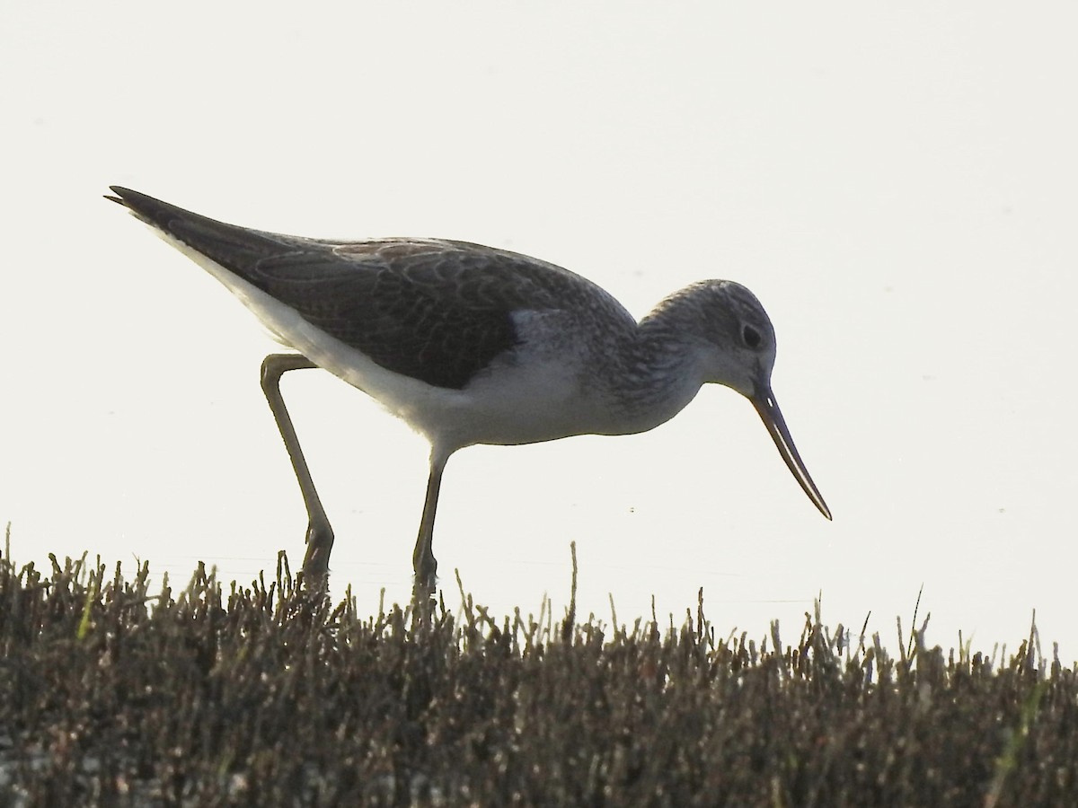 Common Greenshank - ML630297633