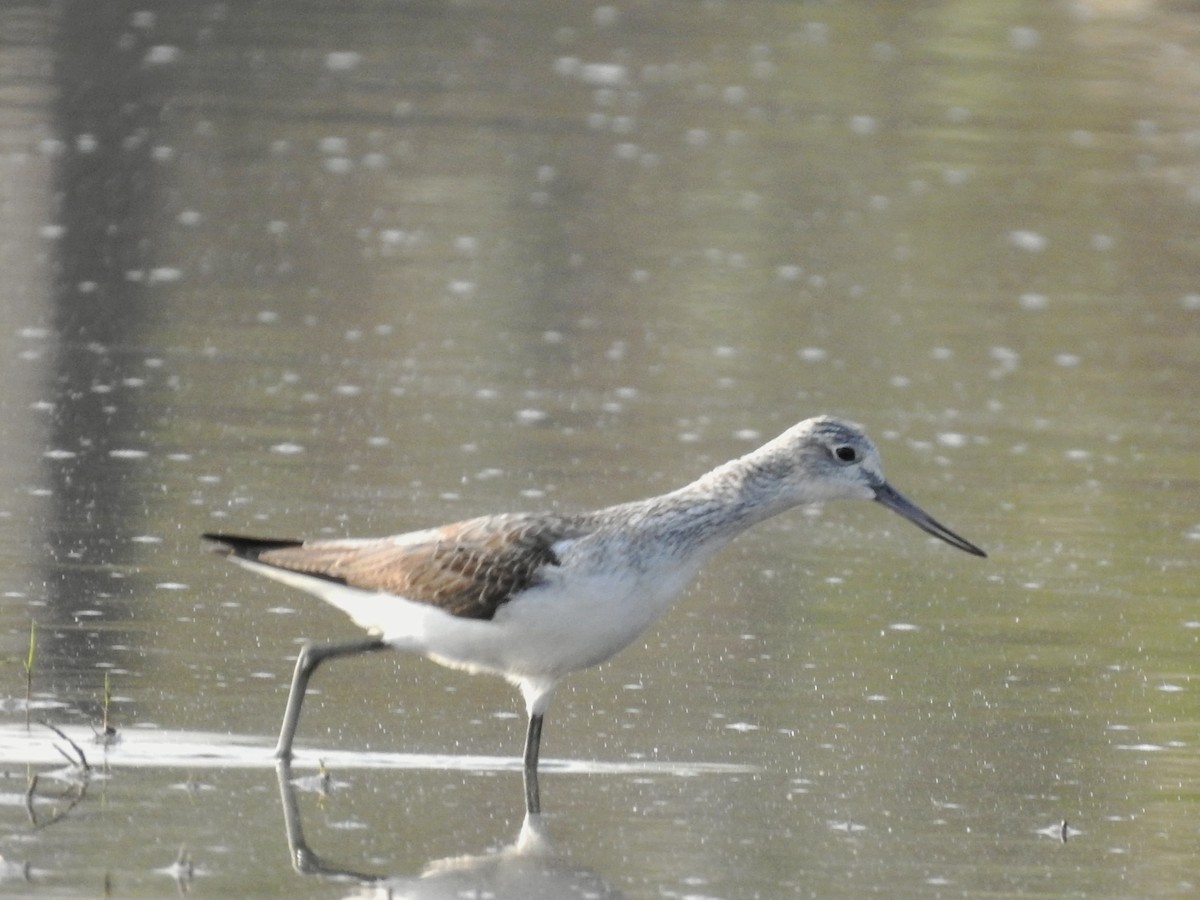 Common Greenshank - ML630297642