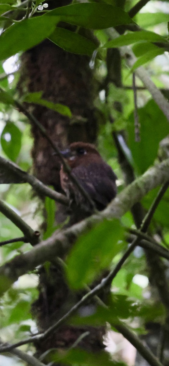 Moustached Puffbird - ML630297672