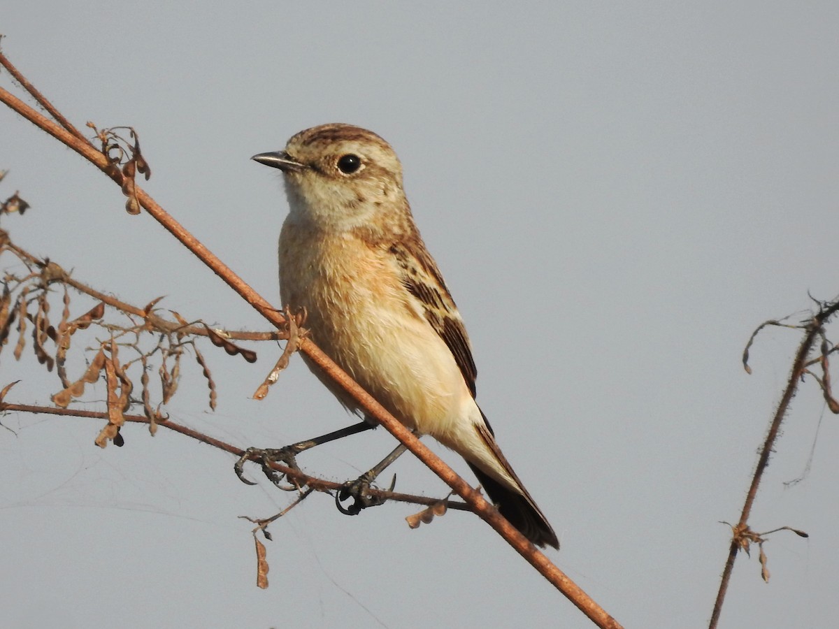 Siberian Stonechat - ML630297689