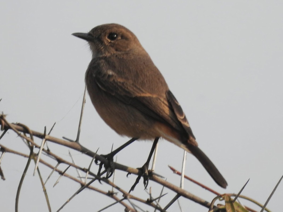 Pied Bushchat - ML630297693