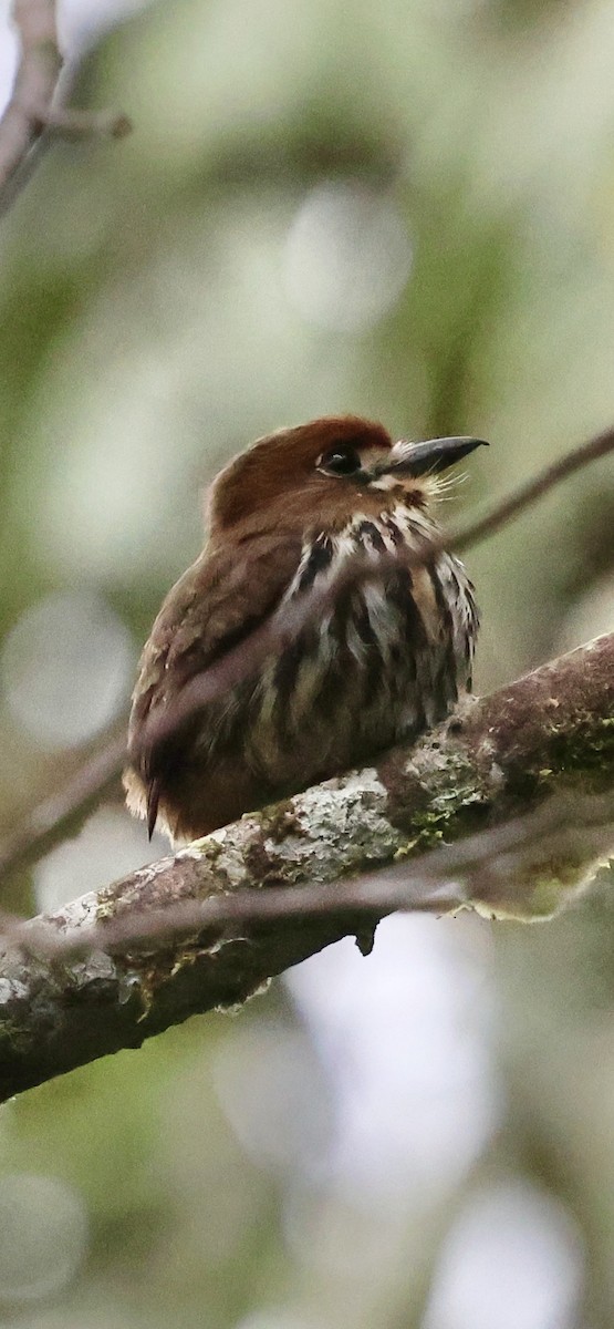 Lanceolated Monklet - ML630297698