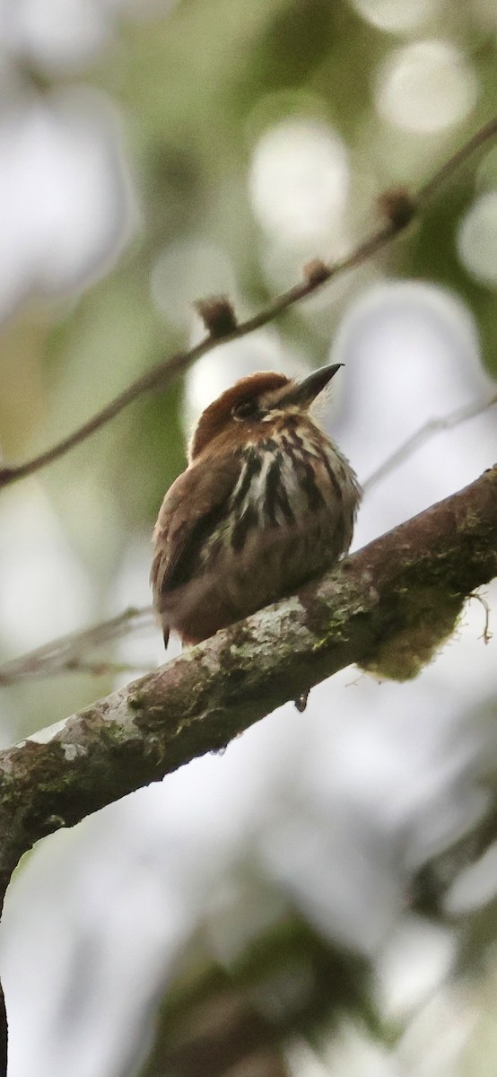 Lanceolated Monklet - ML630297699