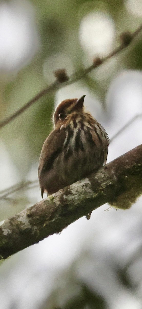 Lanceolated Monklet - ML630297700