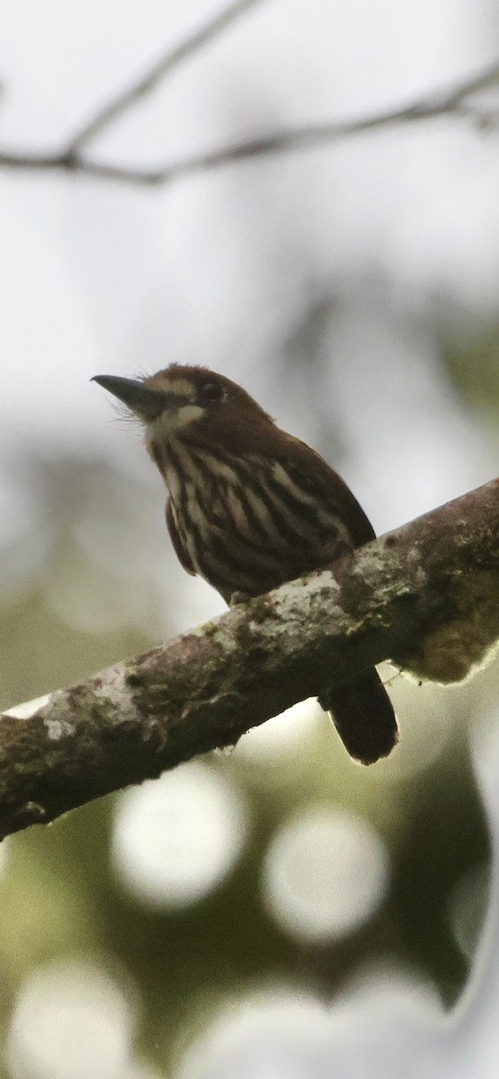 Lanceolated Monklet - ML630297701