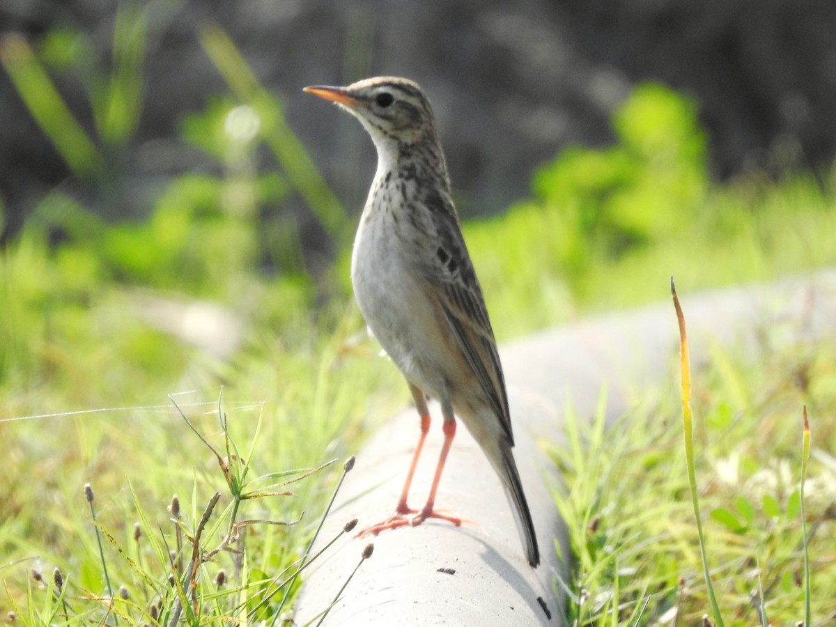 Richard's Pipit - ML630297717
