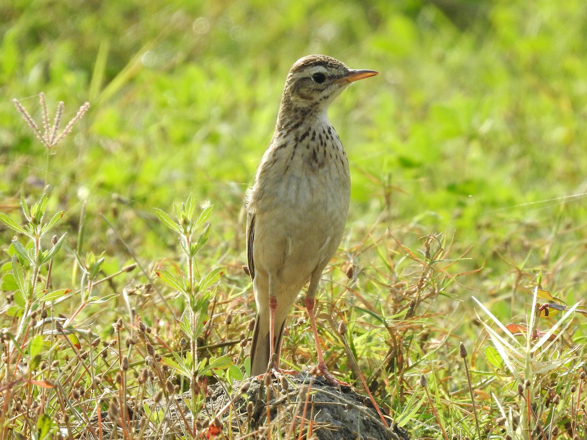Richard's Pipit - ML630297726