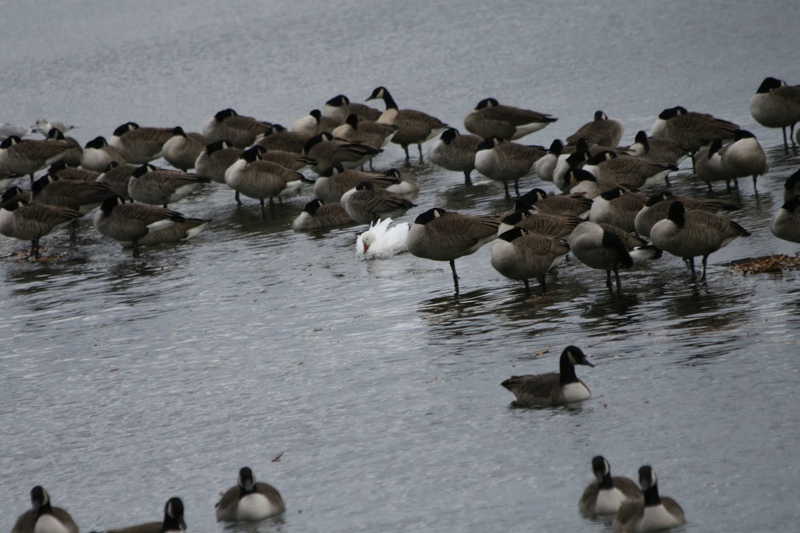 Snow Goose - ML630297735