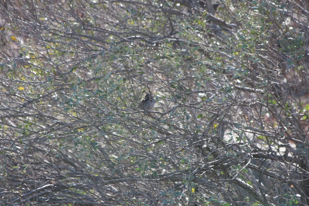Song Sparrow - ML630297990
