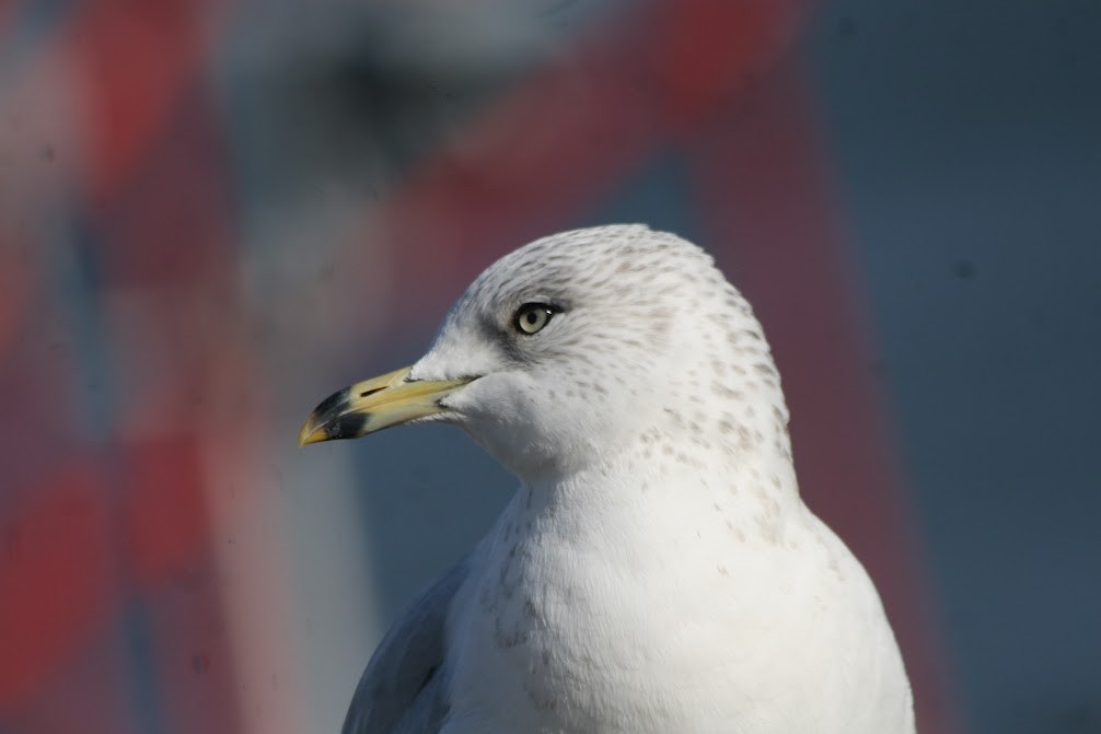 ringnebbmåke - ML630298025