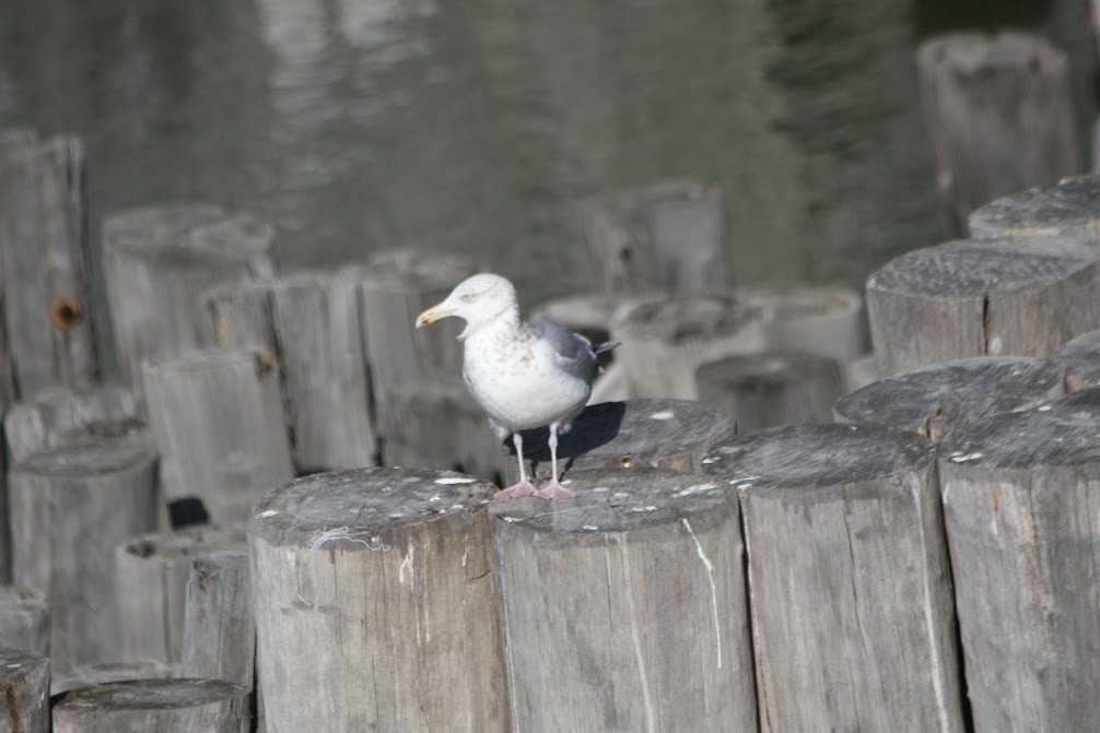 American Herring Gull - ML630298047