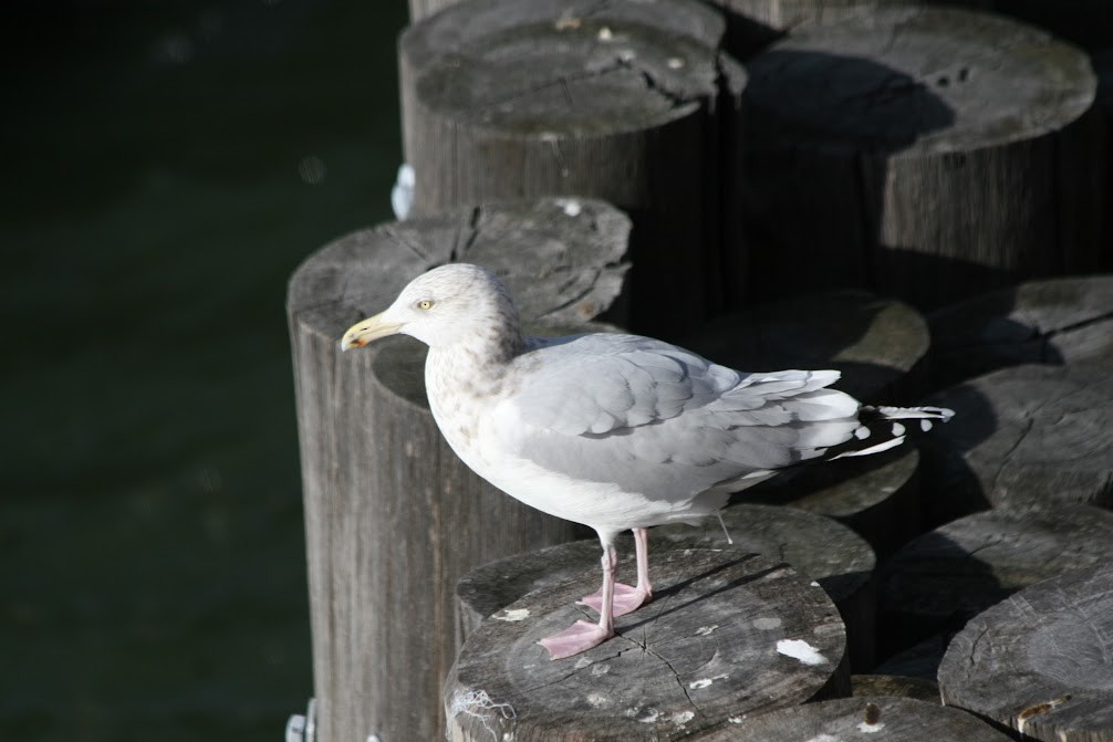 American Herring Gull - ML630298049