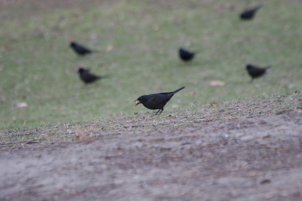 Common Grackle - ML630298126