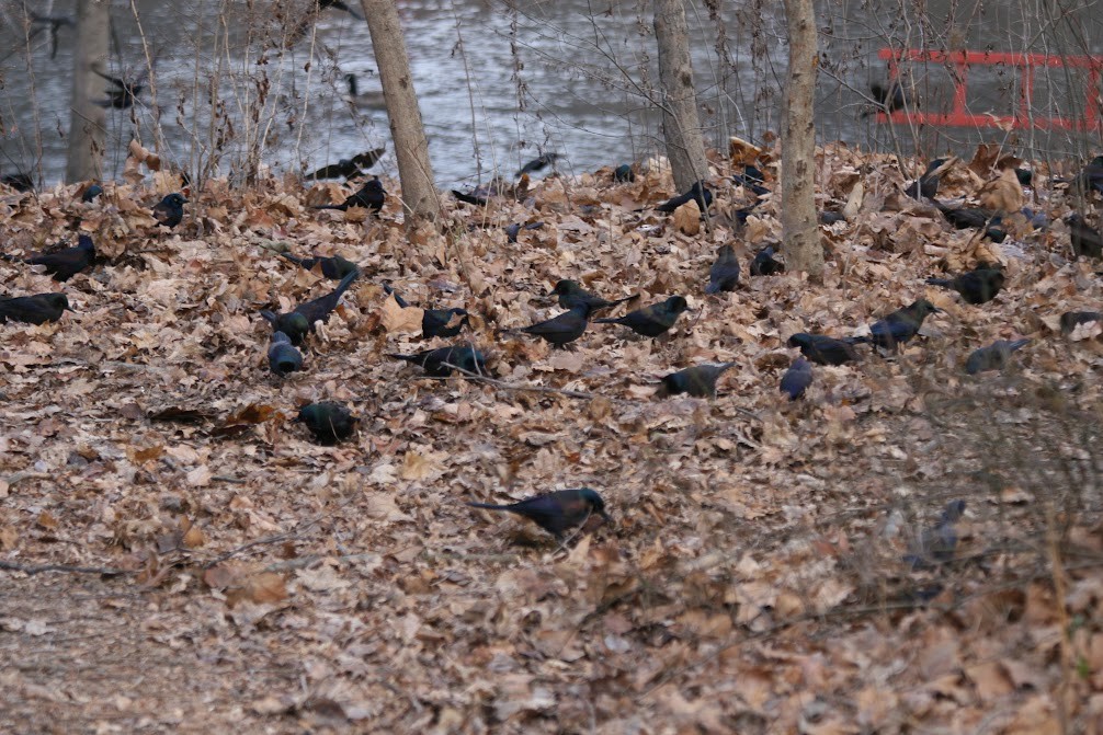 Common Grackle - ML630298137