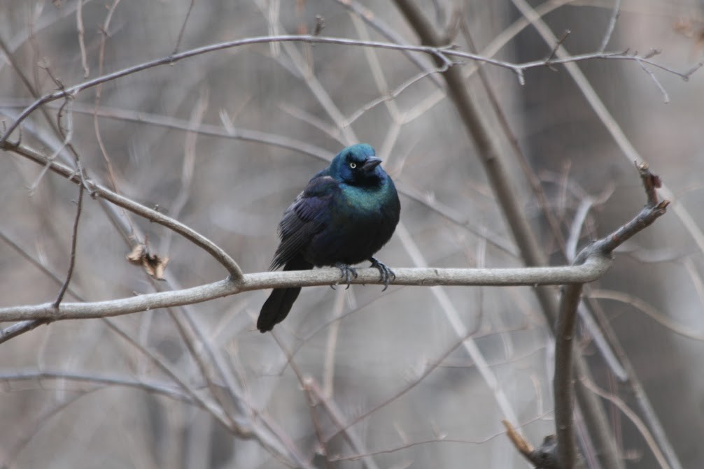 Common Grackle - ML630298144