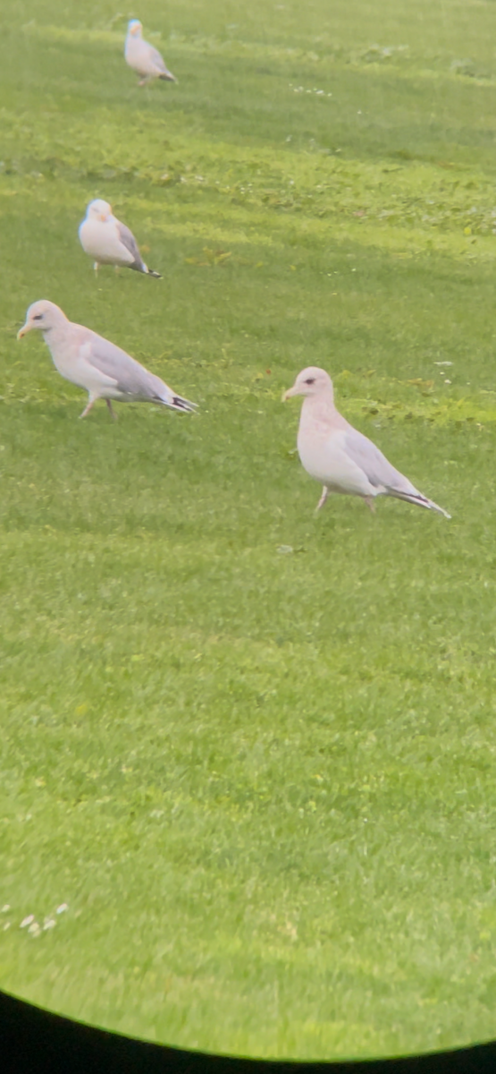 Iceland Gull - ML630298444