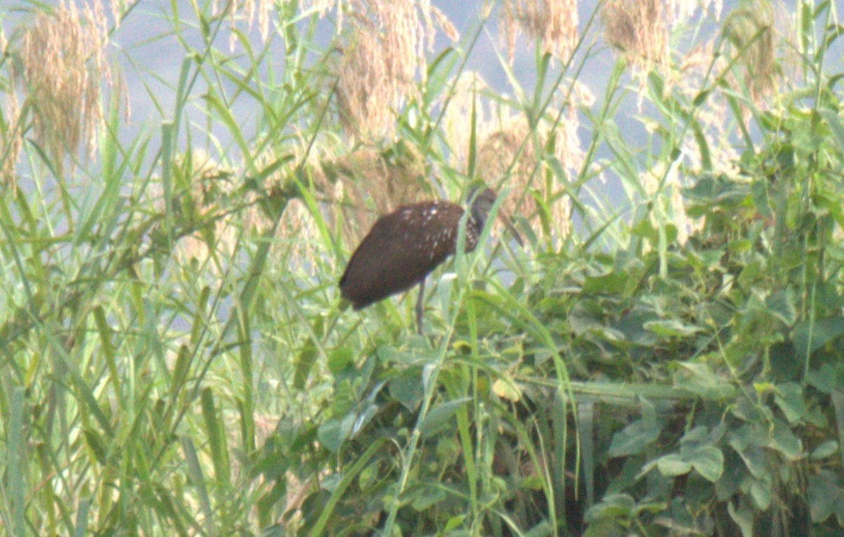 Limpkin - ML630298461