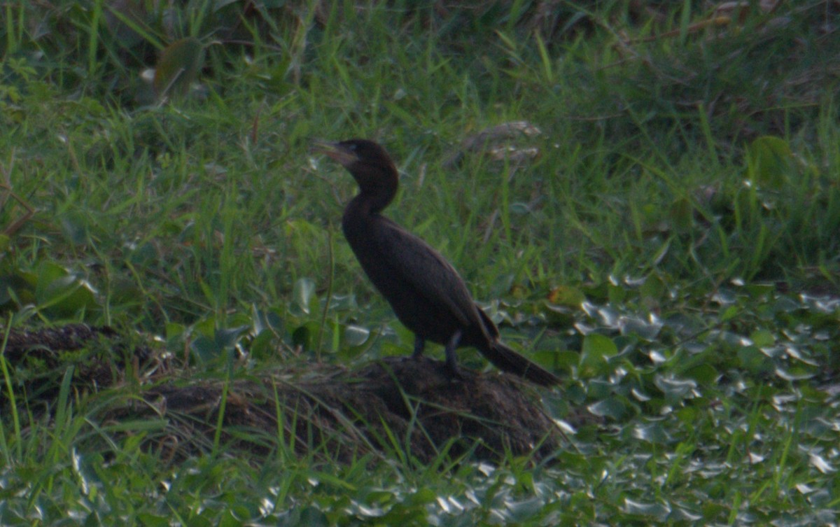 Neotropic Cormorant - ML630298487