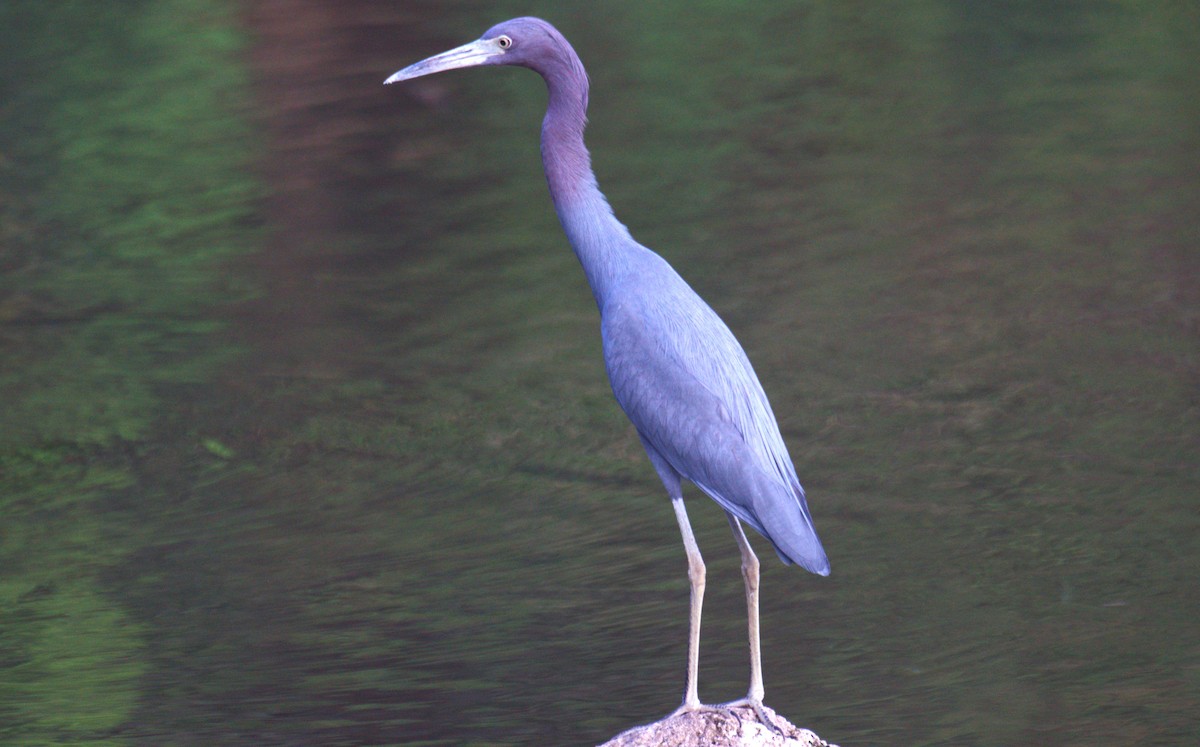 Little Blue Heron - ML630298498