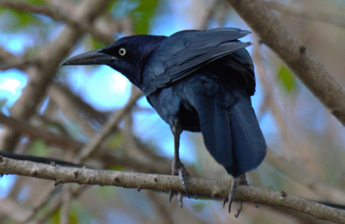 Great-tailed Grackle - ML630298536