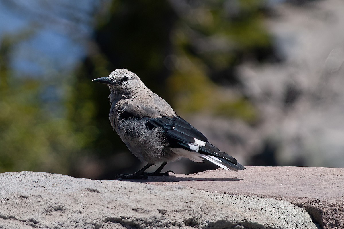 Clark's Nutcracker - ML630298778
