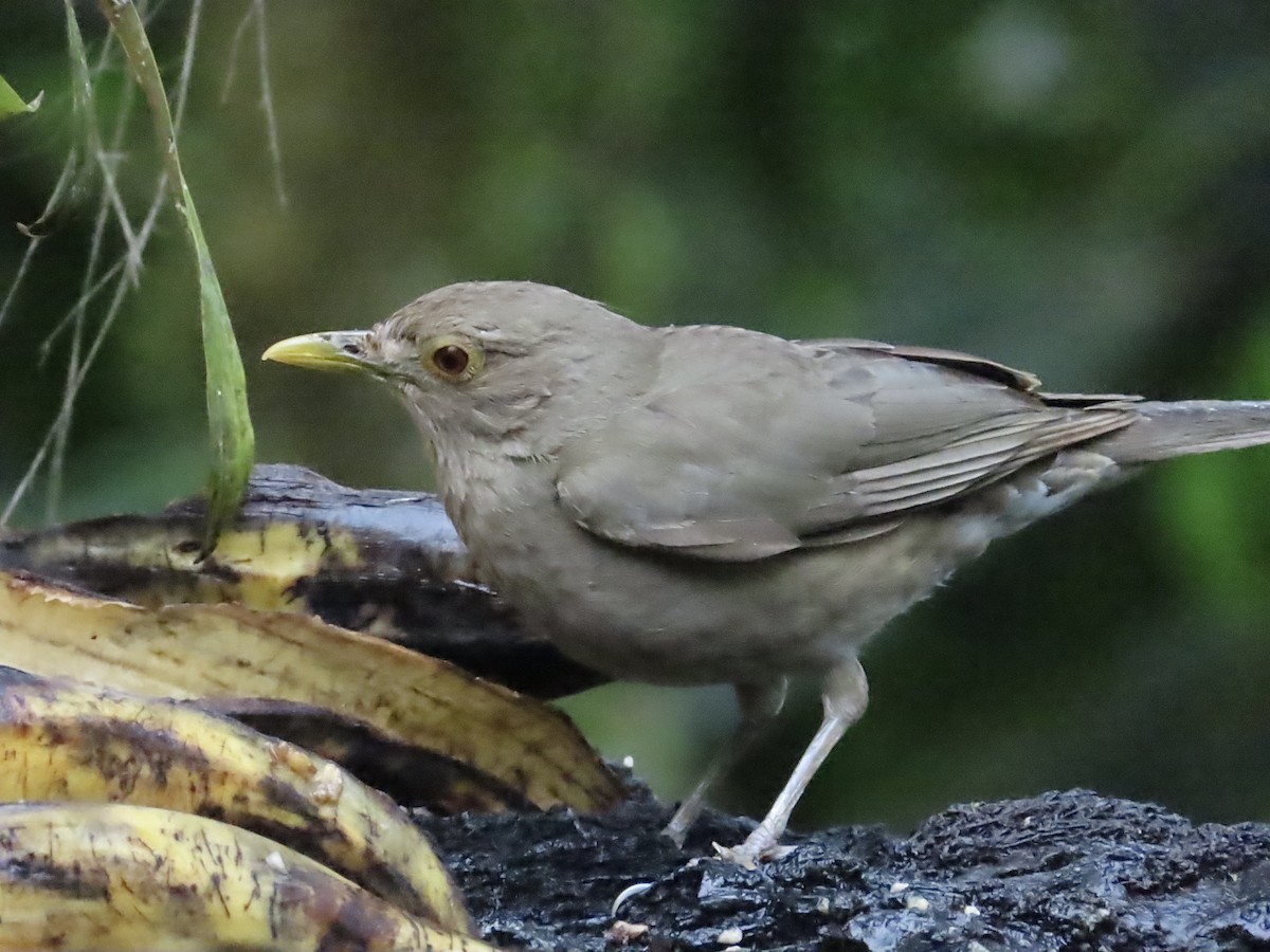 Ecuadorian Thrush - ML630298803