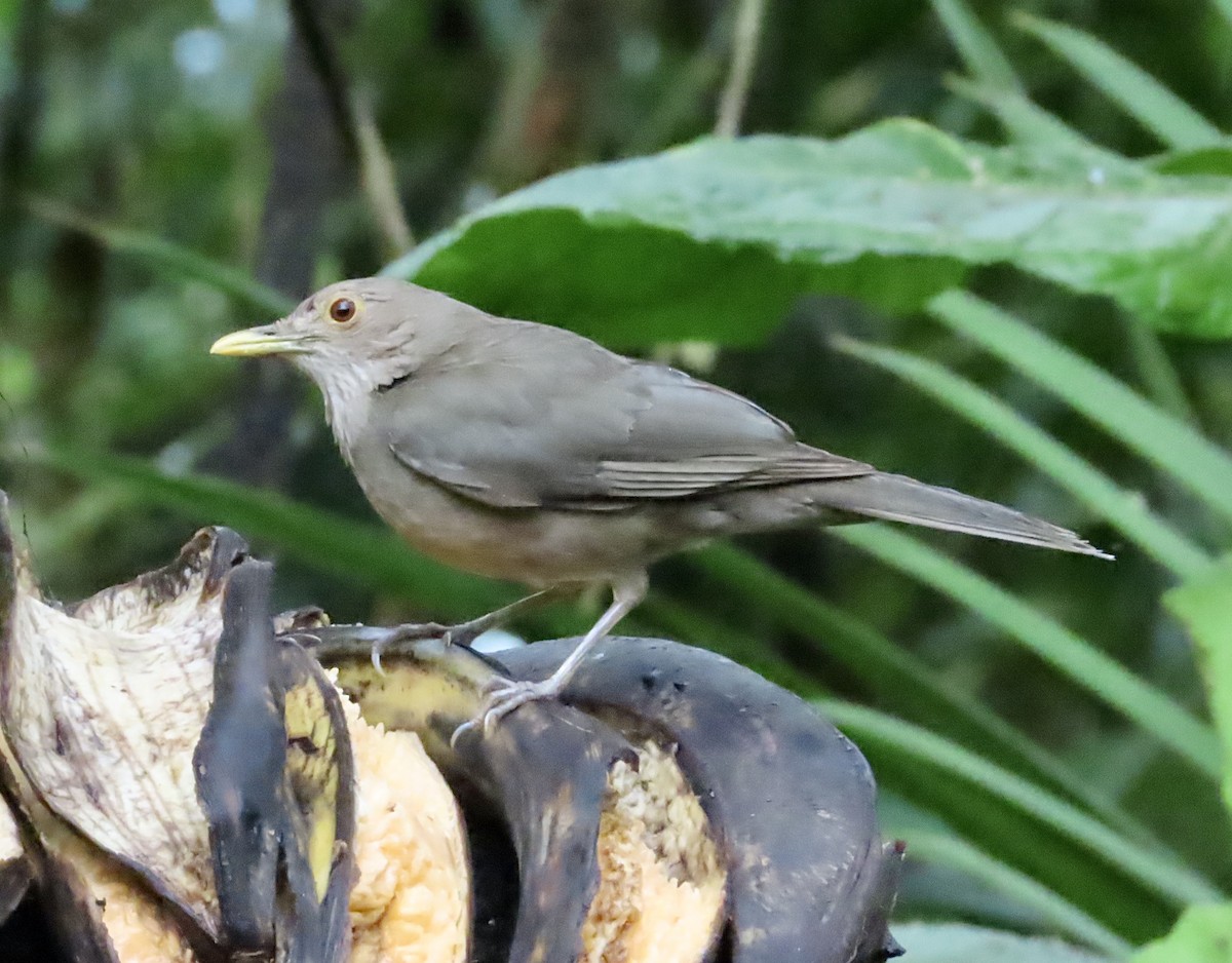 Ecuadorian Thrush - ML630298804