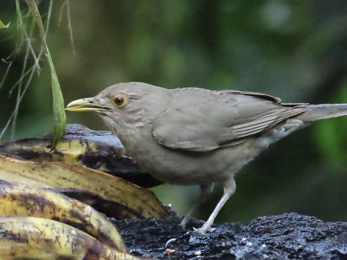 Ecuadorian Thrush - ML630298805