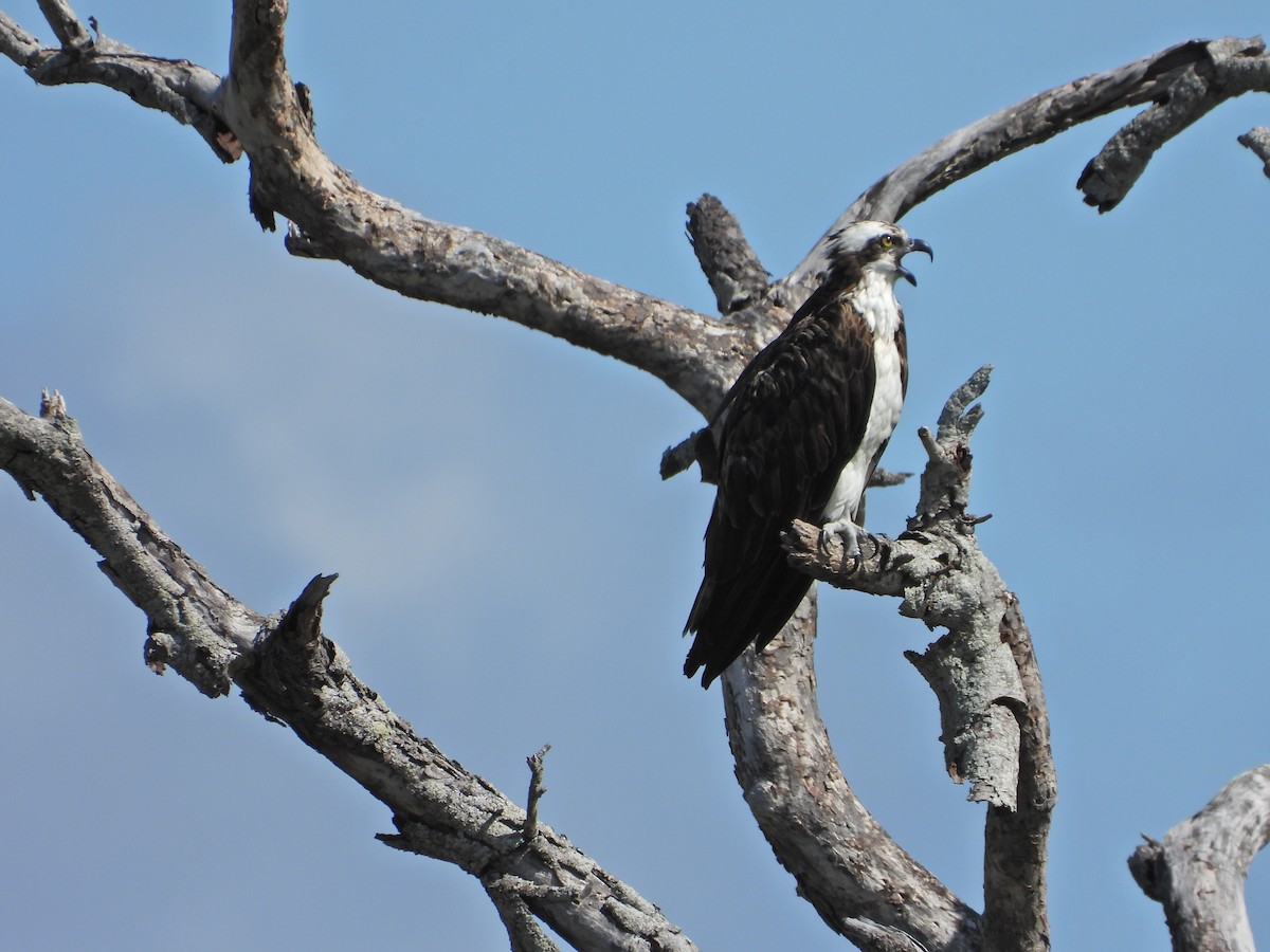 Osprey - ML630298830