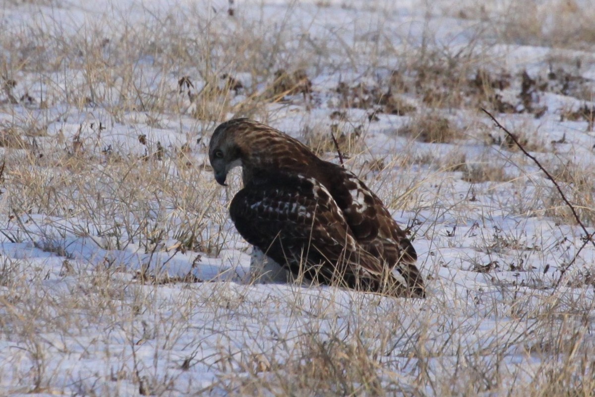 Red-tailed Hawk - ML630298953